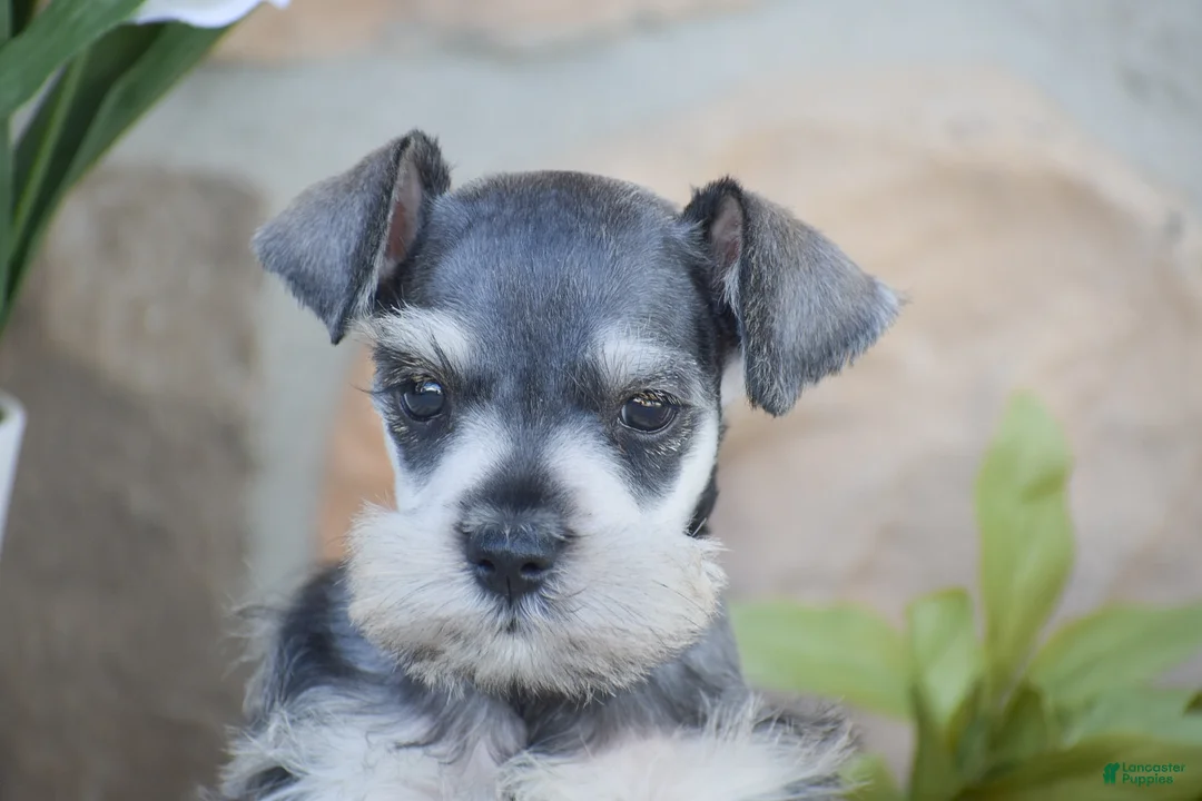 Miniature Schnauzer dogs for sale: Triscuit - Ad 2