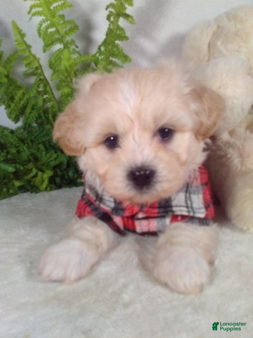 Teddy Bear dogs Cooper  - Ad 2