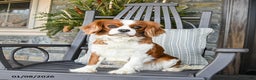 Cavalier King Charles Spaniel dogs for sale: Buster - Ad 7