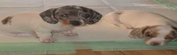 Dachshund dogs for sale: Dachshund 2 - Ad 4