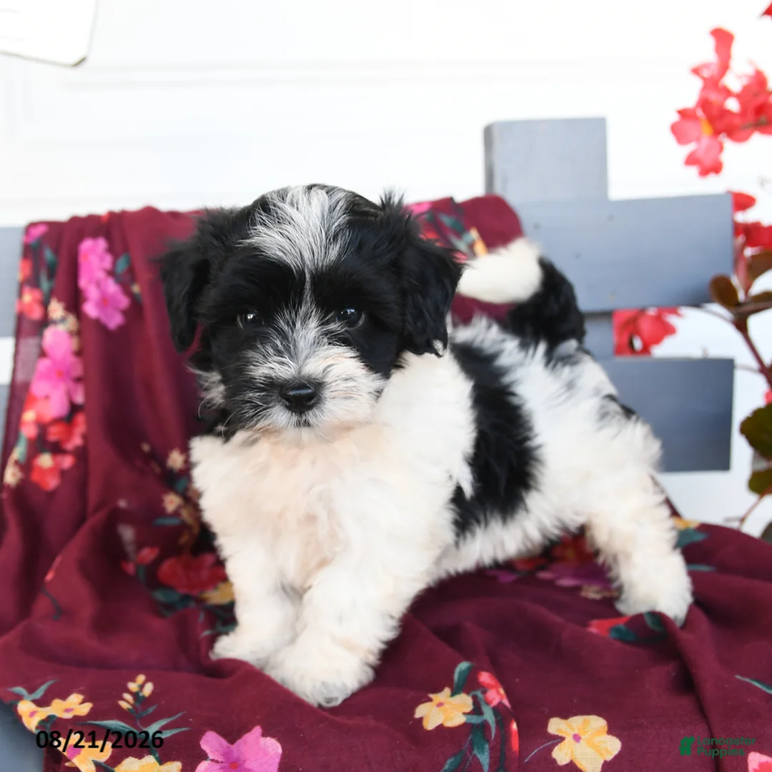 Havapoo dogs for sale: Cookies and Creme - Ad 1