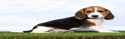 Beagle dogs for sale: Georgie - Ad 3