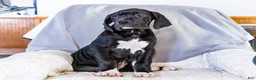 Great Dane dogs for sale: Noel - Ad 2