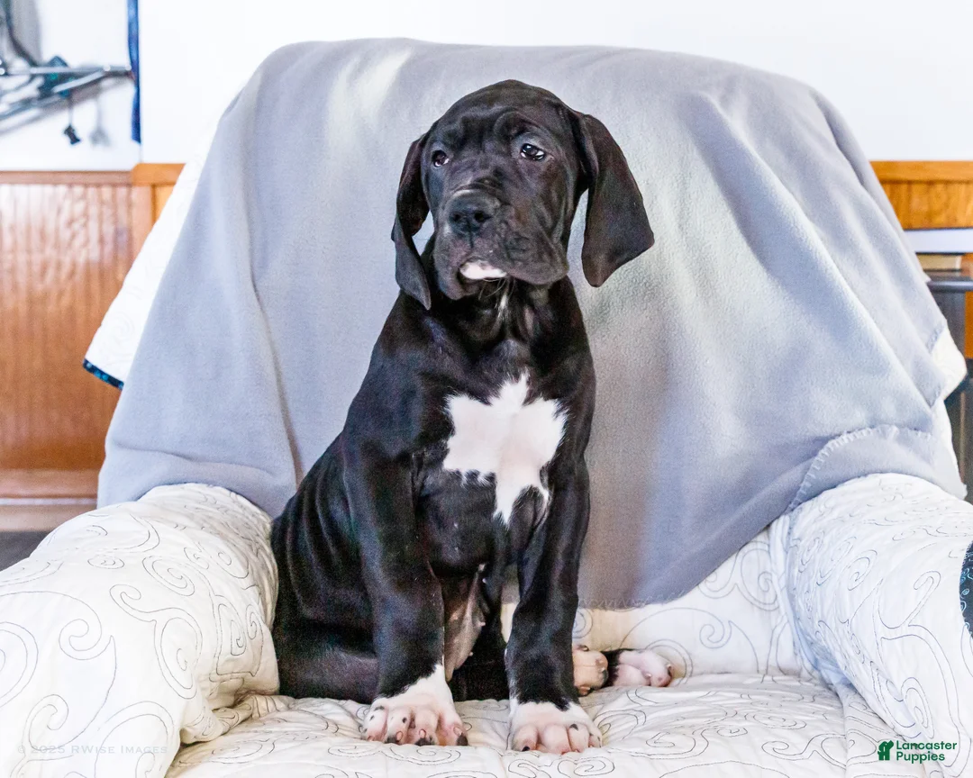 Great Dane dogs for sale: Noel - Ad 2