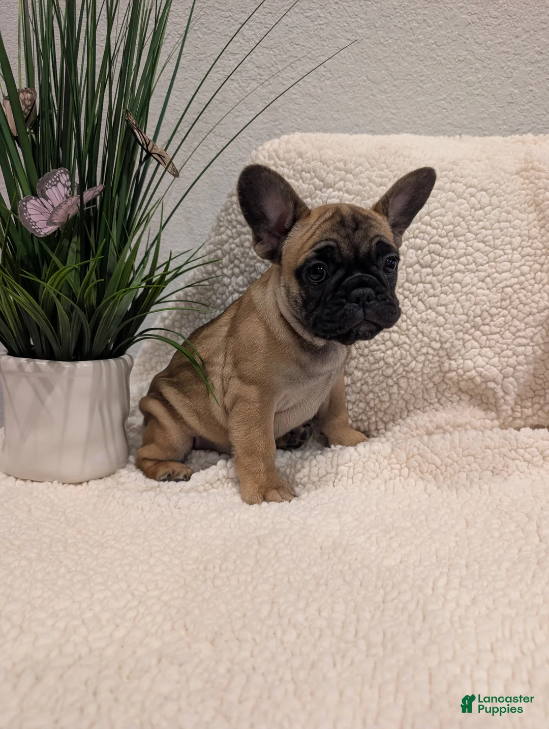 French Bulldog dogs for sale: French Bulldog Girl - Ad 2