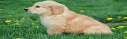 Golden Retriever dogs for sale: Max - Ad 2