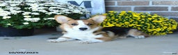 Welsh Corgi Pembroke dogs for sale: Kathy - Ad 2