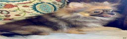 Pomeranian dogs for sale: Pomeranian Puppy Ruby - Ad 7