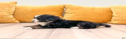 Mini Bernedoodle dogs for sale: Sophie  - Ad 2