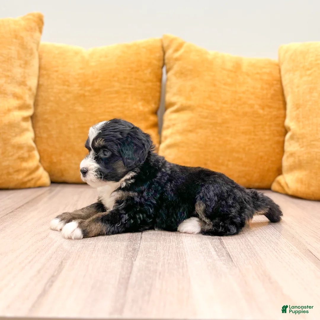Mini Bernedoodle dogs for sale: Sophie  - Ad 2