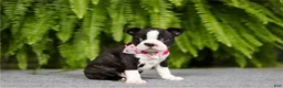 Boston Terrier dogs for sale: Nancy - Ad 6