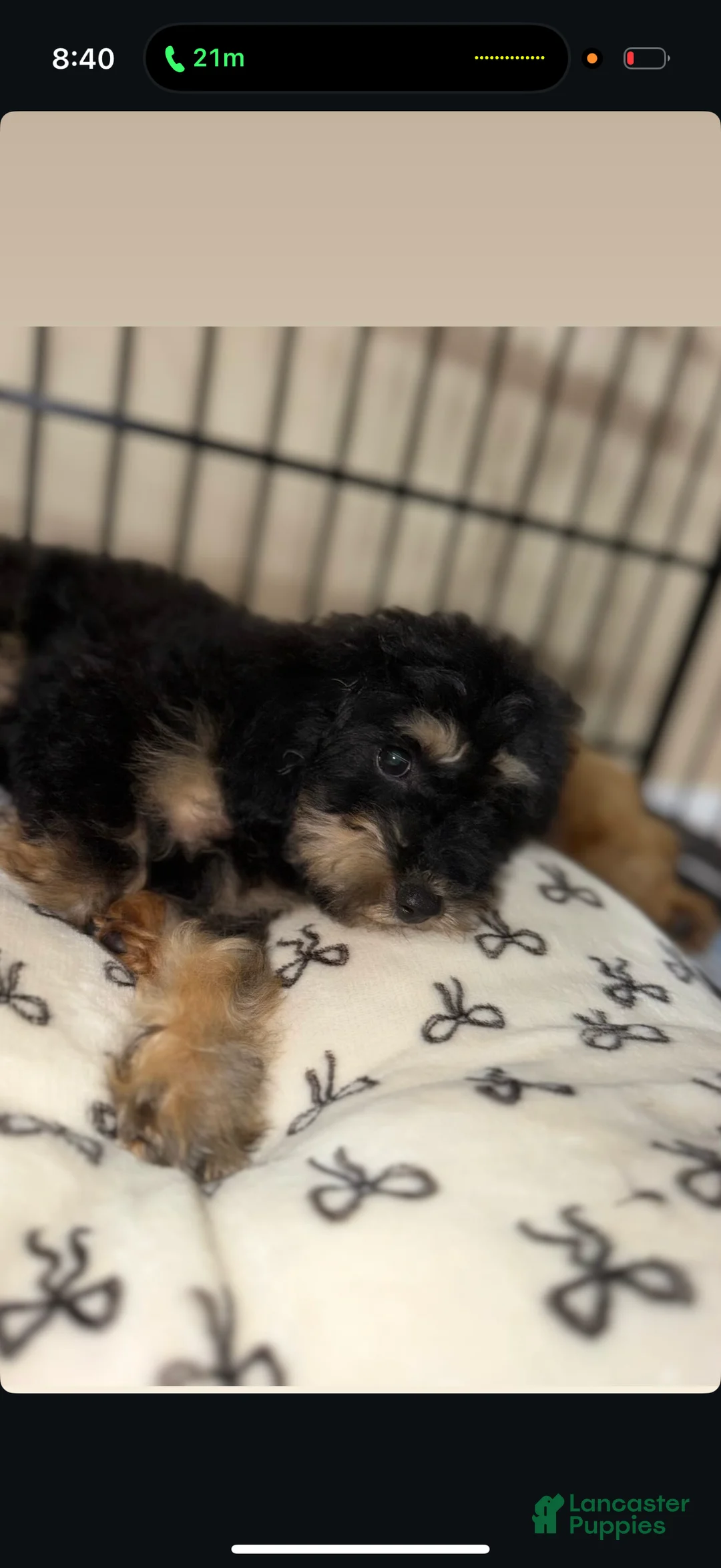 Toy Poodle dogs for sale: Toy Poodle 1 - Ad 2