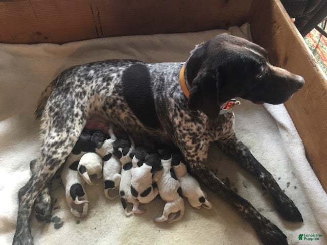 German Shorthaired Pointer dogs German Shorthaired Pointer Puppy 4 - Ad 2