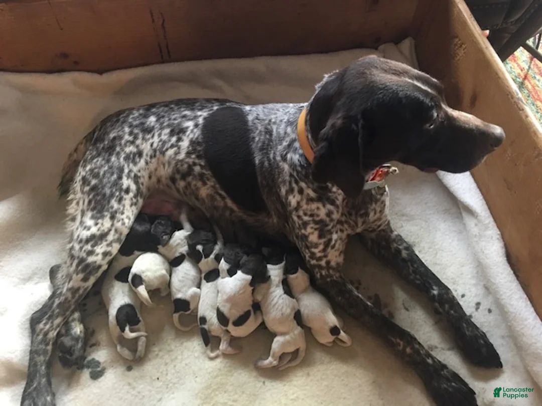 German Shorthaired Pointer dogs for sale: German Shorthaired Pointer Puppy 5 - Ad 2