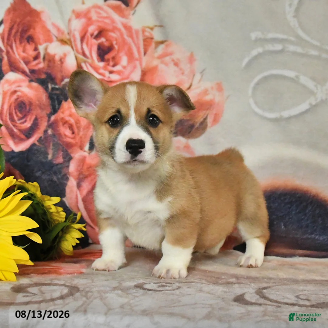 Welsh Corgi Pembroke dogs for sale: Lucky - Ad 1