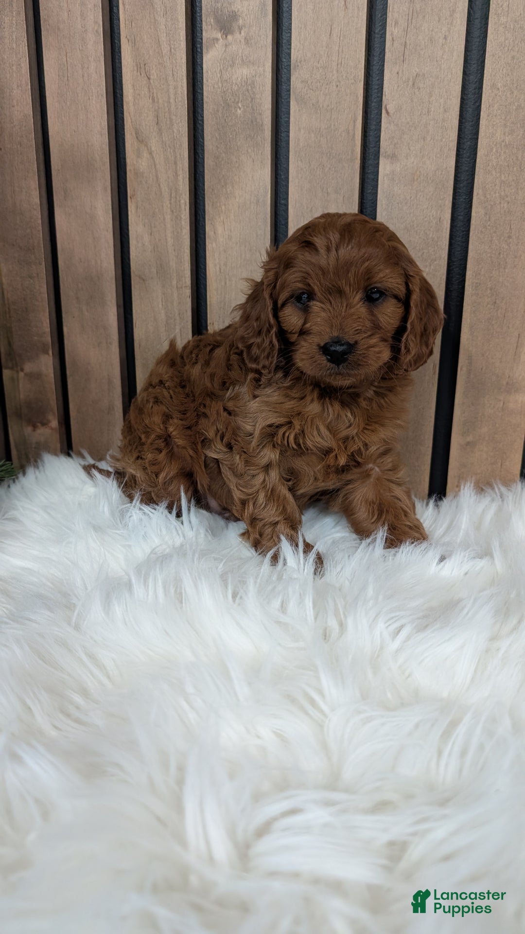 Cavapoo dogs for sale: Archer - Ad 2