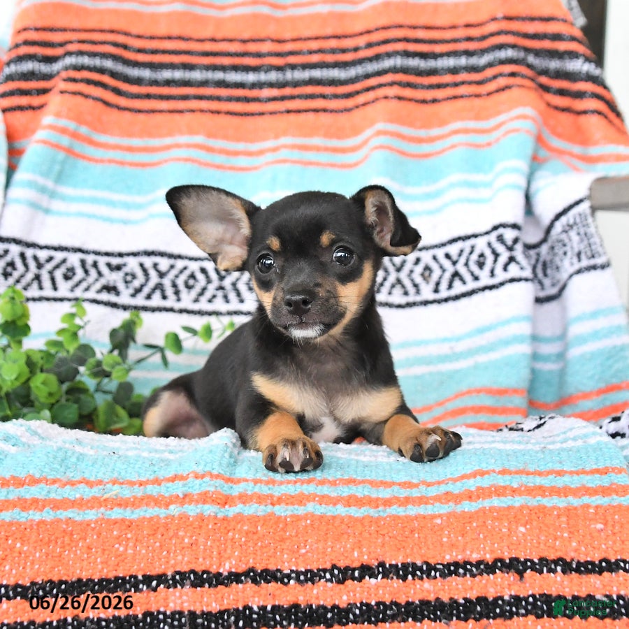 Mixed Breed dogs Macie - Ad 2