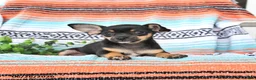 Mixed Breed dogs for sale: Macie - Ad 2