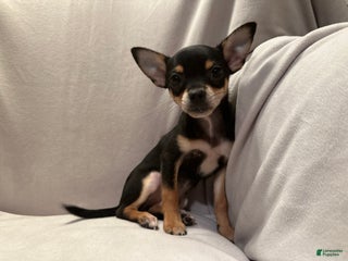 Chihuahua dogs - Ad 36