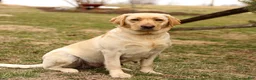 Labrador Retriever dogs for sale: Toby - Ad 4