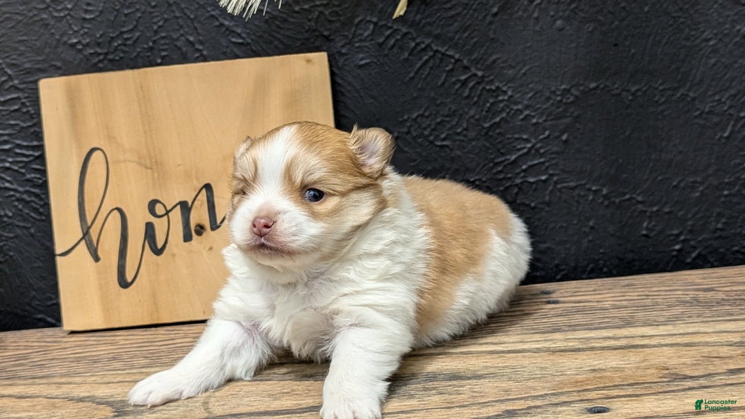 Pomeranian dogs for sale: Yeti  - Ad 6