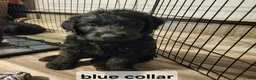 Labradoodle dogs for sale: Labradoodle blue collar - Ad 7