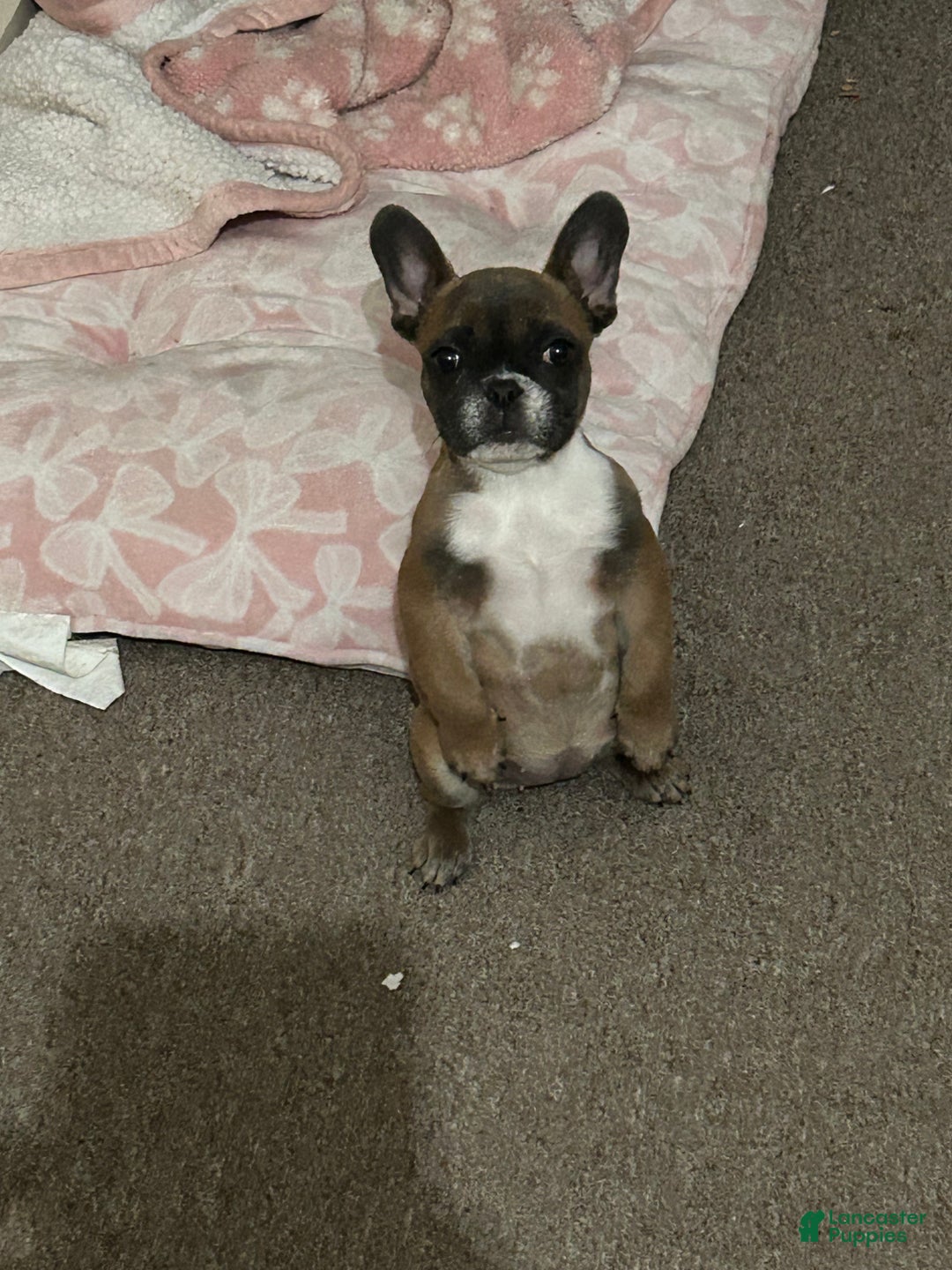 French Bulldog dogs for sale: French Bulldog Puppy 1 - Ad 2