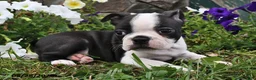 Boston Terrier dogs for sale: Susie - Ad 2