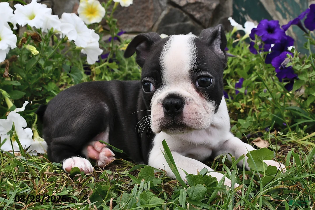 Boston Terrier dogs for sale: Susie - Ad 2