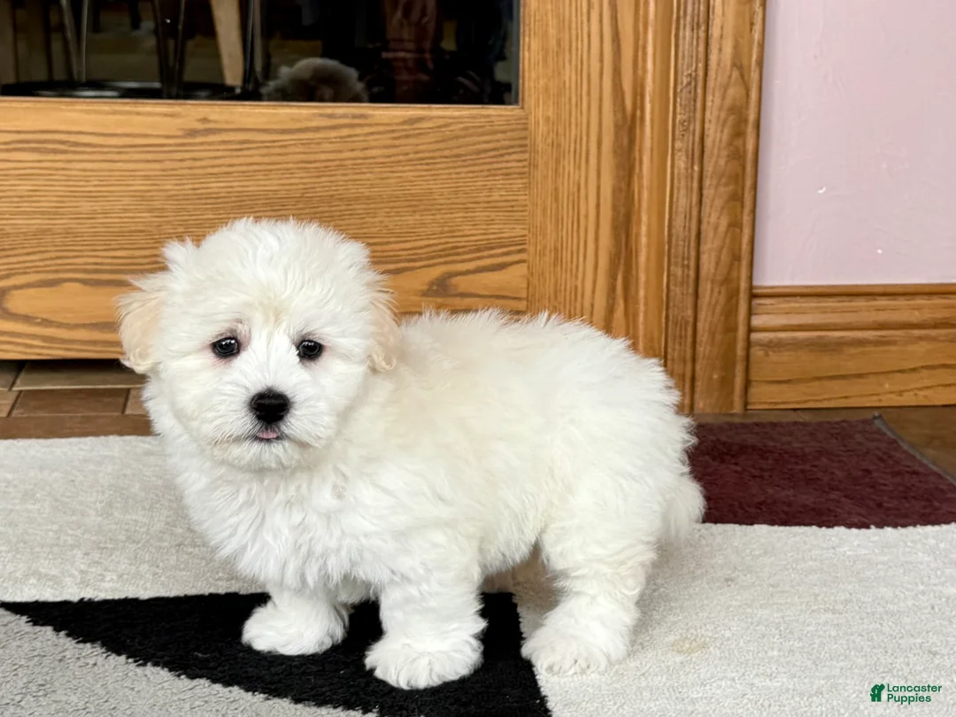 Coton De Tulear dogs for sale: Rodney - Ad 8