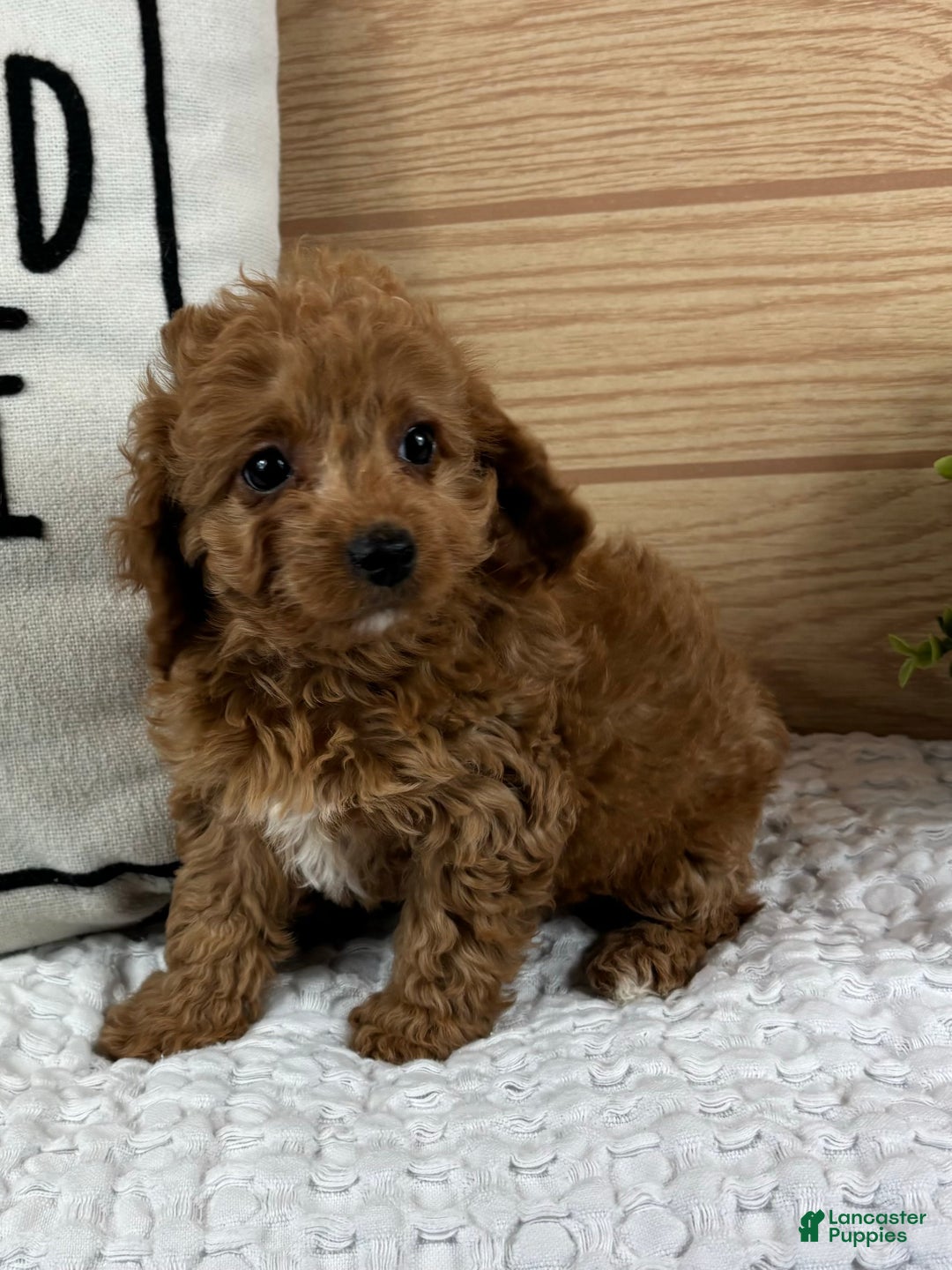 Cavapoo dogs for sale: Charlotte - Ad 2