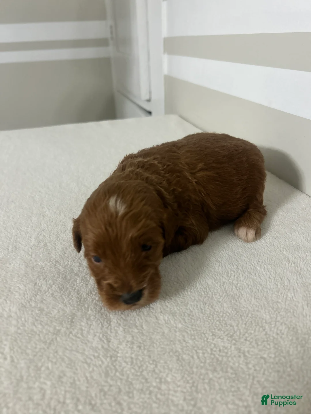 Mini Goldendoodle dogs for sale: Carlos - Ad 16