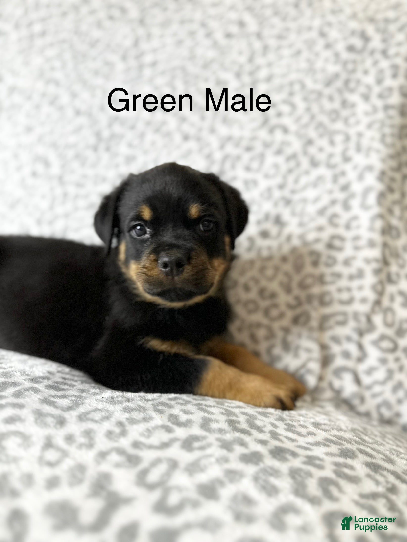 Rottweiler dogs Green Collar male  - Ad 1