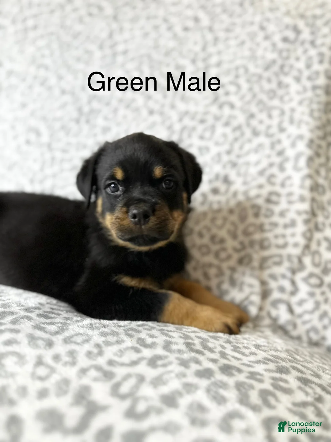 Rottweiler dogs for sale: Green Collar male  - Ad 1