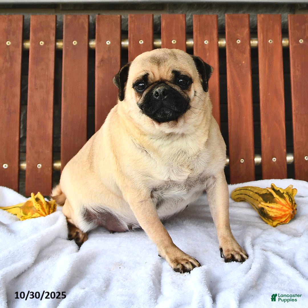 Pug dogs for sale: Alice - Ad 1