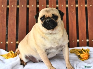 Pug dogs Alice - Ad 10