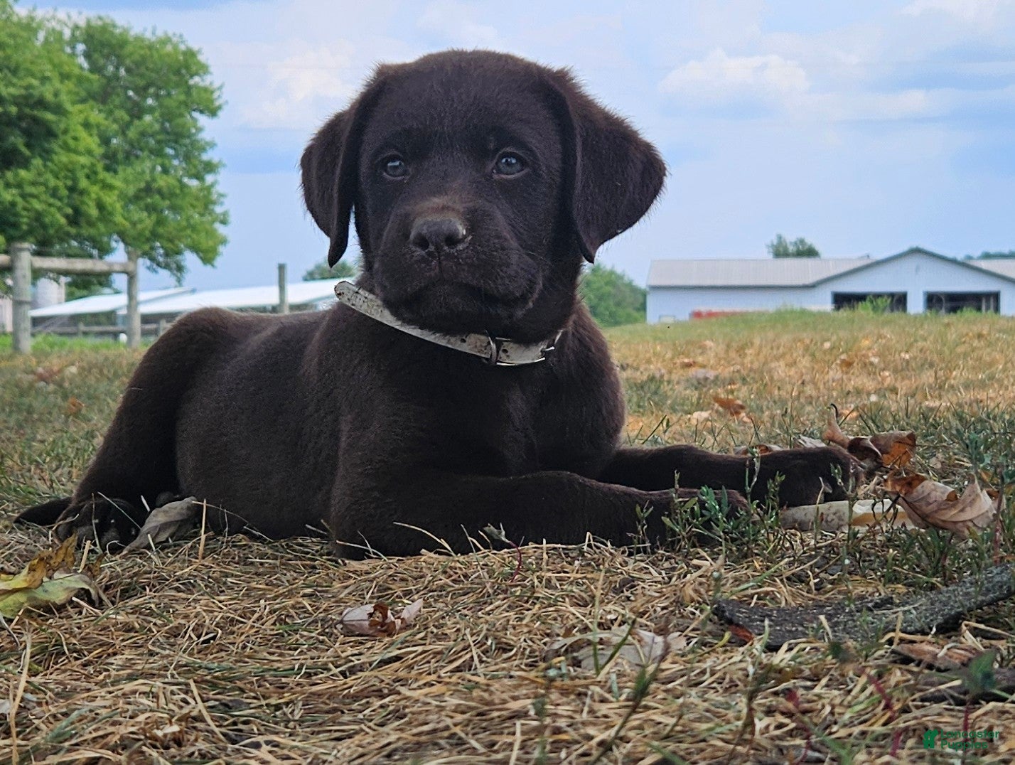 Labrador Retriever dogs Poppy - Ad 1