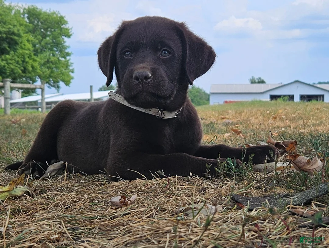 Labrador Retriever dogs for sale: Poppy - Ad 1