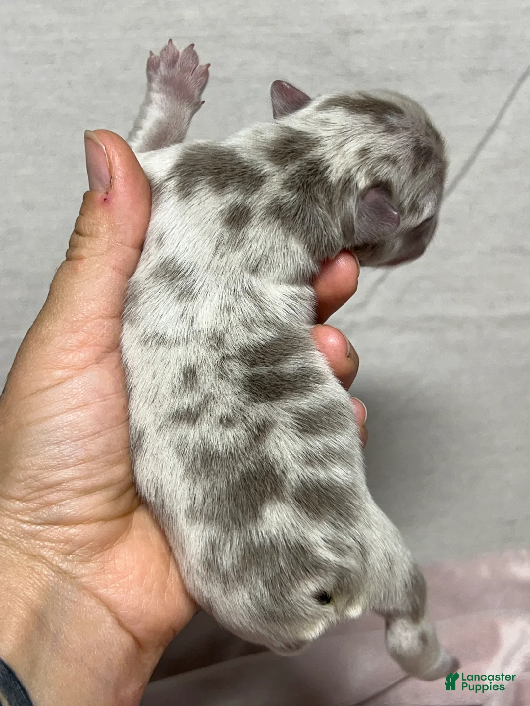 French Bulldog dogs for sale: Mewtwo - Ad 2