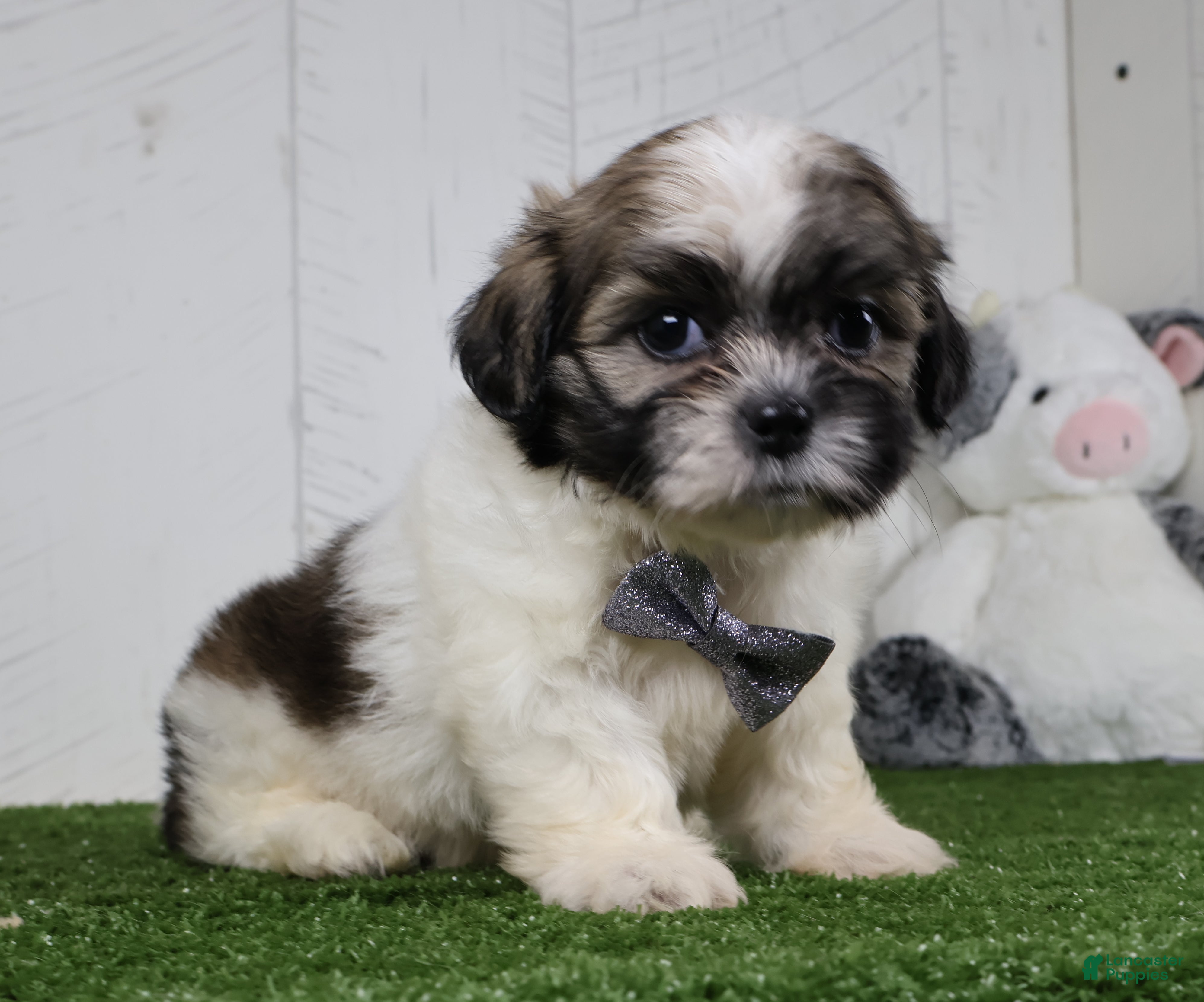 Shih Tzu dogs Josh - Ad 2