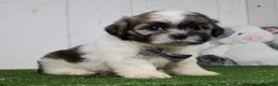 Shih Tzu dogs for sale: Josh - Ad 2