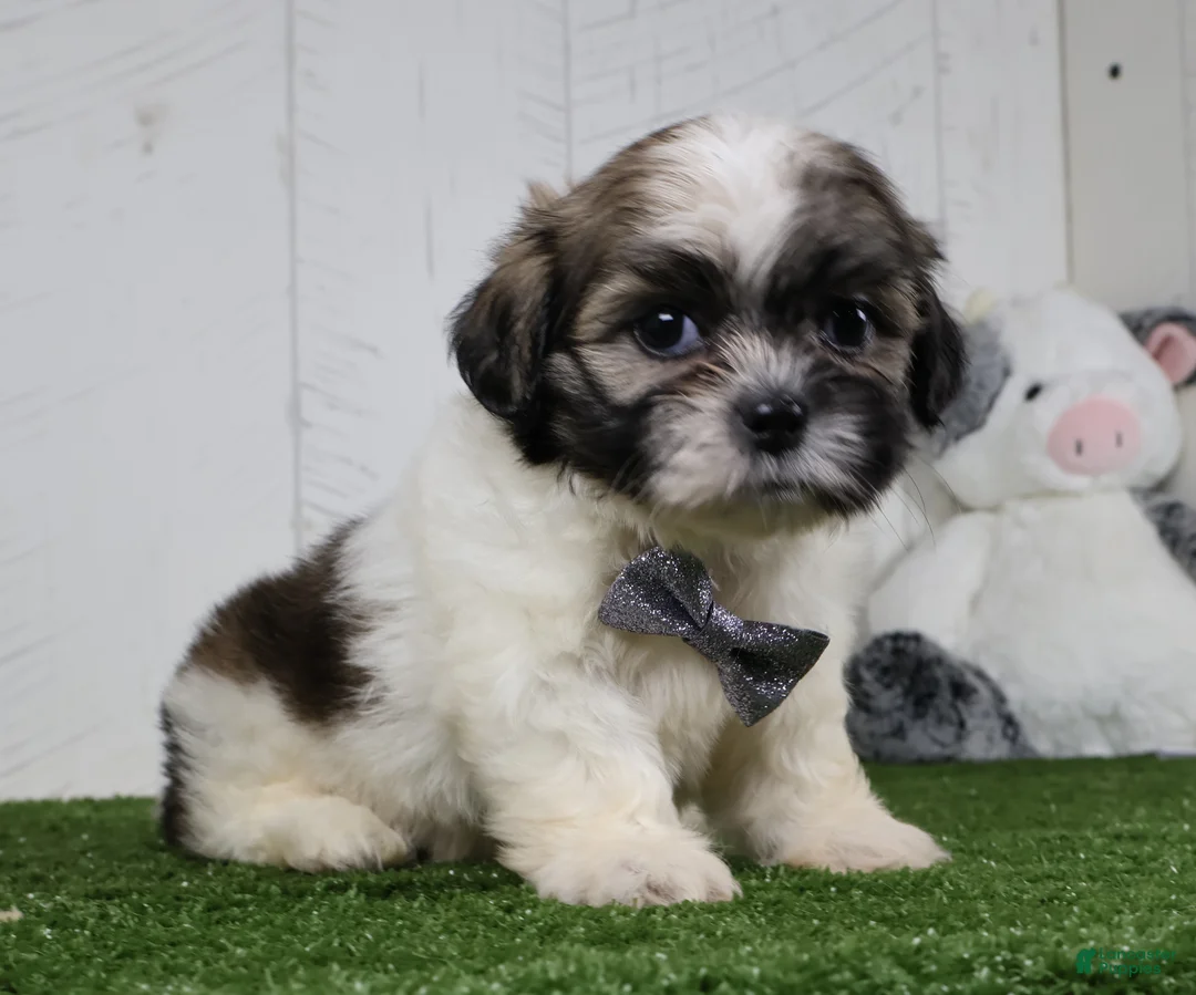 Shih Tzu dogs for sale: Josh - Ad 2
