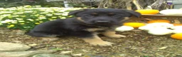 German Shepherd dogs for sale: Maverick - Ad 1