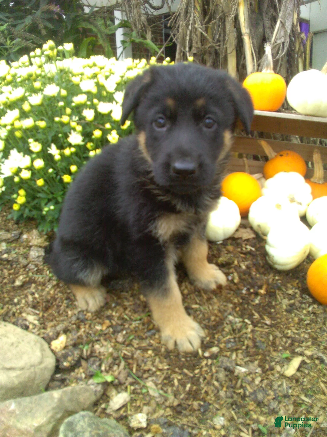 German Shepherd dogs for sale: Maverick - Ad 1