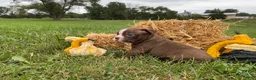 Boston Terrier dogs for sale: Gunner - Ad 10