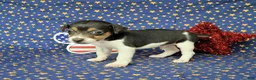 Jack Russell Terrier dogs for sale: Romeo purebred JRT delivery available  - Ad 4