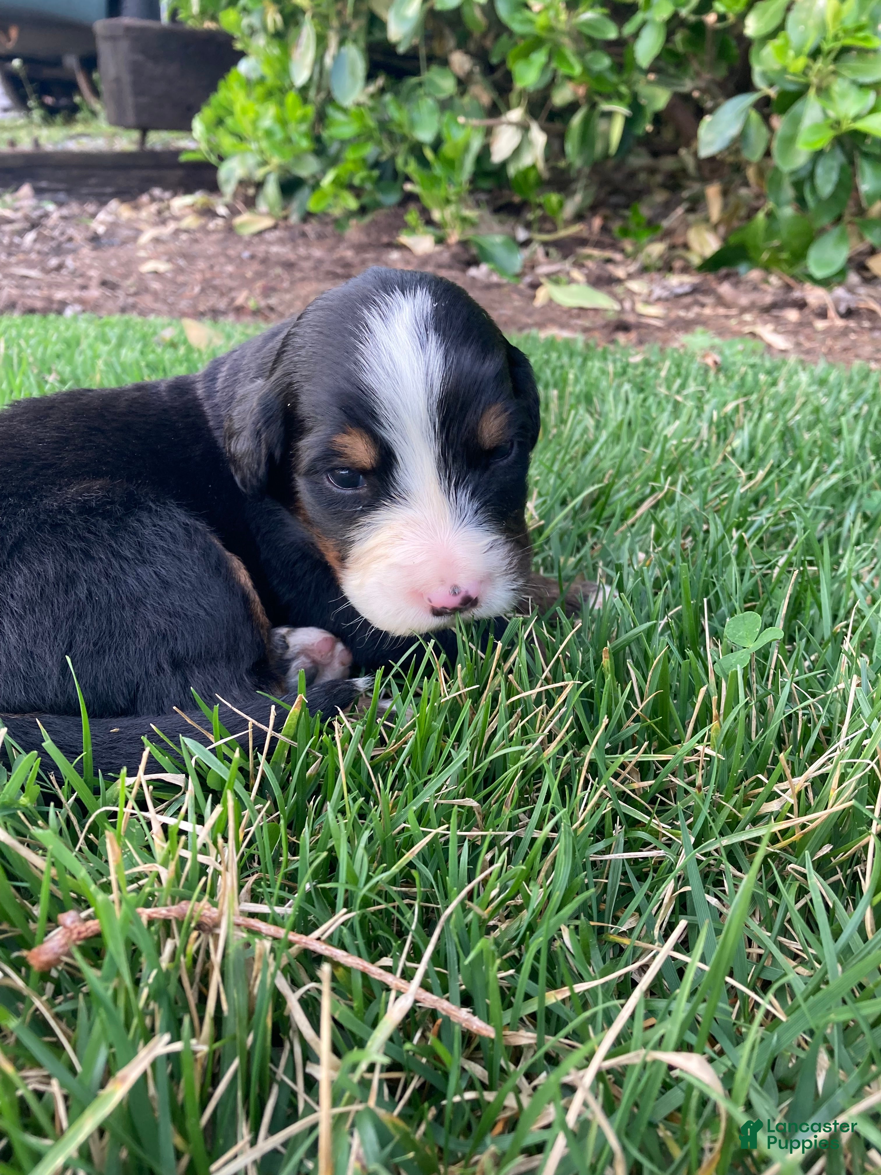 Bernese Mountain Dog dogs Sicily - Ad 1