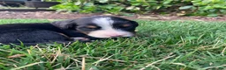 Bernese Mountain Dog dogs for sale: Sicily - Ad 9