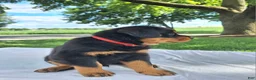 Rottweiler dogs for sale: Fritz - Ad 3
