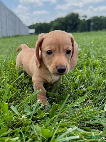 Miniature Dachshund dogs Rumi - Ad 1